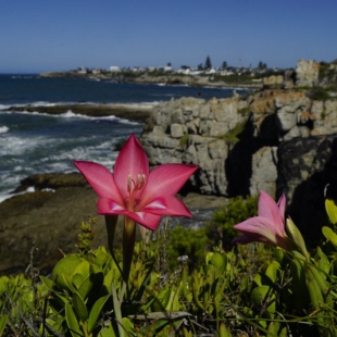 Gladiolus carmineus